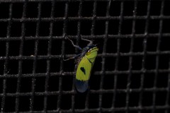 Nephotettix nigropictus
