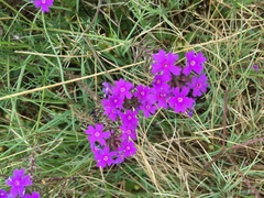 Glandularia aristigera