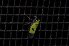 Nephotettix nigropictus