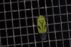 Nephotettix nigropictus