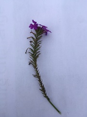 Glandularia aristigera