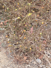 Hemizonia congesta lutescens