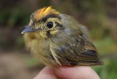 Platyrinchus coronatus