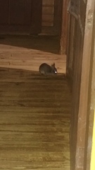 Sylvilagus brasiliensis