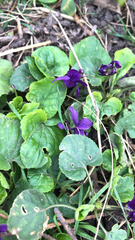 Viola odorata
