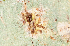 Lepidosaphes