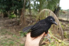 Akletos melanoceps