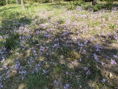 Colchicum longifolium