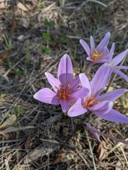 Colchicum longifolium