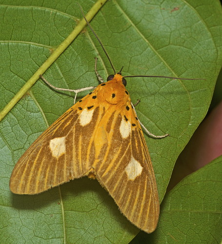 Asota orbona van Vollenhoven, 1863