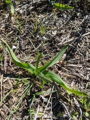 Colchicum longifolium