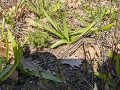 Colchicum longifolium