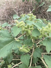 Xanthium strumarium
