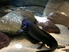 Ambystoma mexicanum
