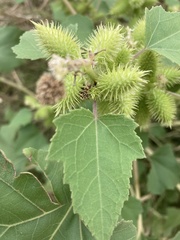 Xanthium strumarium