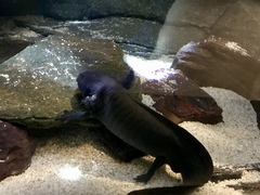 Ambystoma mexicanum