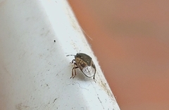 Crocistethus waltlianus