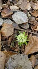 Petasites albus