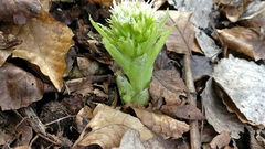Petasites albus
