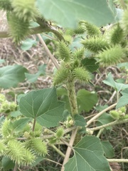 Xanthium strumarium