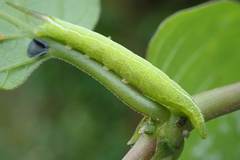 Macroglossum pyrrhosticta