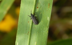 Dorcathispa bellicosa