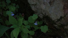 Cymbalaria muralis