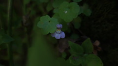 Cymbalaria muralis