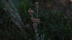 Helichrysum luteoalbum