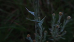 Helichrysum luteoalbum