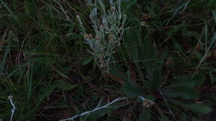 Helichrysum luteoalbum