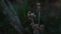 Helichrysum luteoalbum