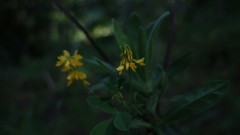 Melilotus segetalis