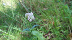 Silene vulgaris