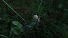 Silene vulgaris