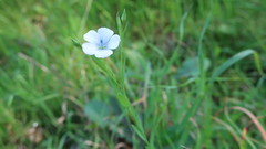 Linum bienne
