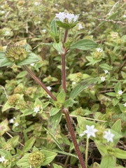 Richardia brasiliensis