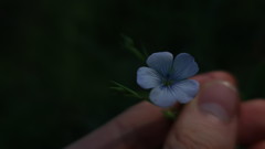 Linum bienne