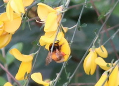 Bombus