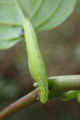 Macroglossum pyrrhosticta