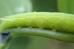 Macroglossum pyrrhosticta