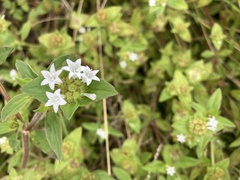 Richardia brasiliensis
