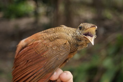 Dendrocolaptes certhia