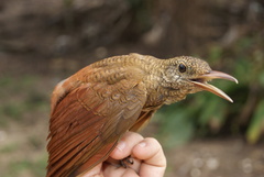 Dendrocolaptes certhia