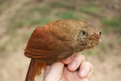 Dendrocolaptes certhia