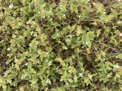 Richardia brasiliensis