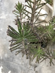 Pinus