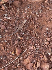 Ctenophorus caudicinctus