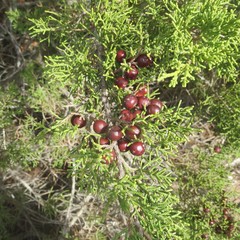 Juniperus phoenicea