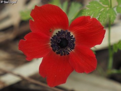 Anemone coronaria